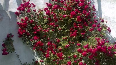 მწვანე ვარდი_4